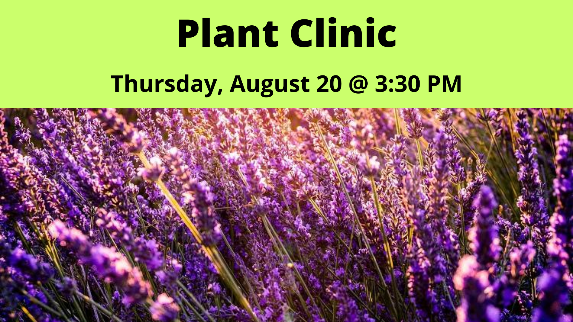 Plant Clinic with Ginny Rosenkranz